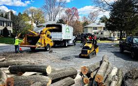 Best Tree Removal  in Gilcrest, CO