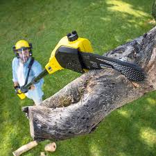 Trusted Gilcrest, CO Tree Services Experts