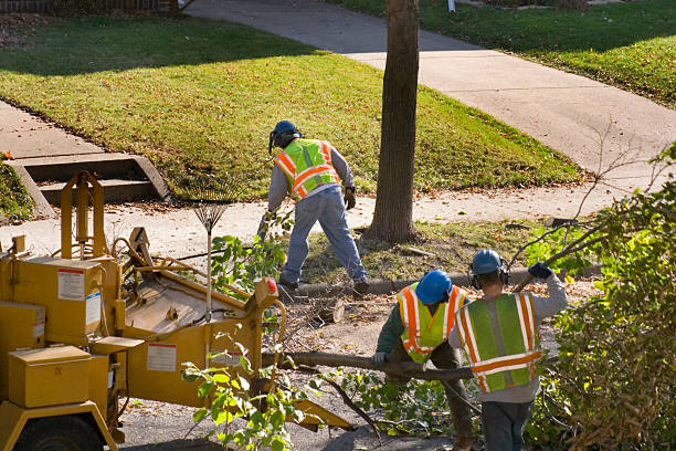 Best Tree Mulching  in Gilcrest, CO