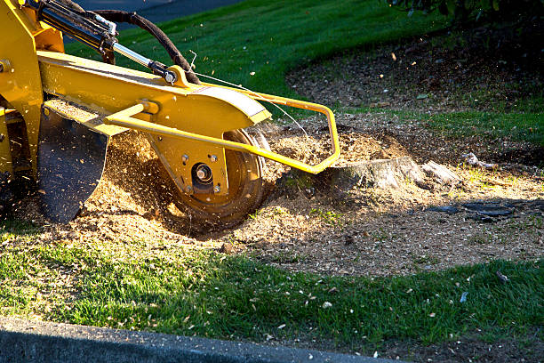 Best Tree Maintenance Programs  in Gilcrest, CO