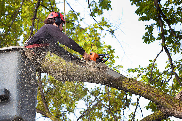 Best Emergency Tree Removal  in Gilcrest, CO