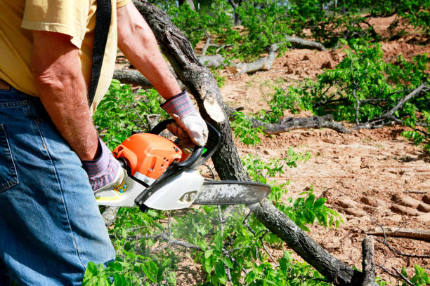 How Our Tree Care Process Works  in Gilcrest, CO